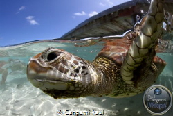 Green turtle, Bora bora lagoon, Canon eos 7D, Hugyfot Hou... by Cangemi Paul 